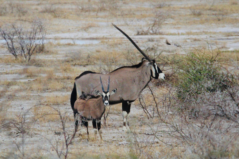Windhoek: 3-Day Guided Safari in Etosha with Lodge