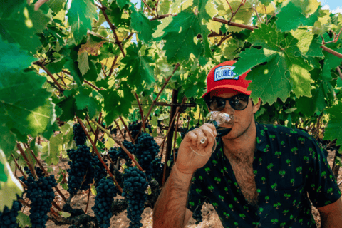 From San Francisco: Ultimate Napa Wine Country Experience