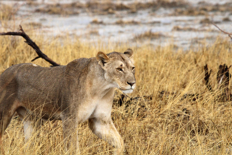 Windhoek: 3-Day Guided Safari in Etosha with Lodge