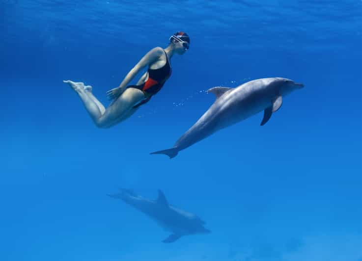 El Gouna Rondvaart Dolfijnen Kijken Met Snorkelen Lunch Getyourguide