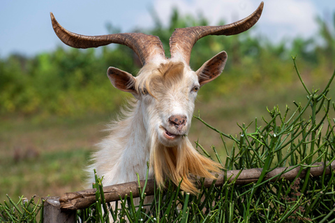 Kigali: La Fromagerie Farm Tour with Cheese Tasting
