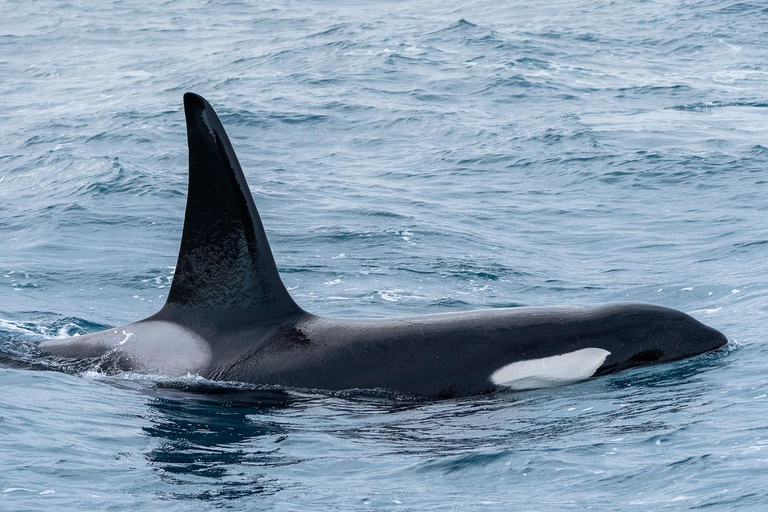 Ólafsvík: Whale Watching Tour
