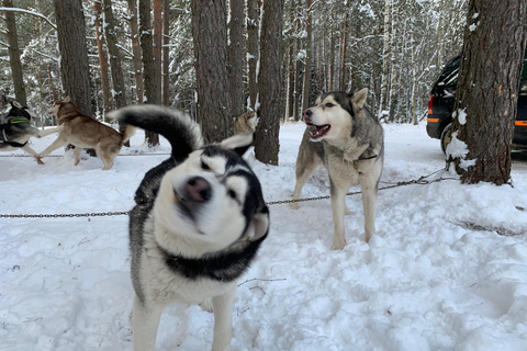 From Riga: Husky Sledding or Wheel Cart Tour