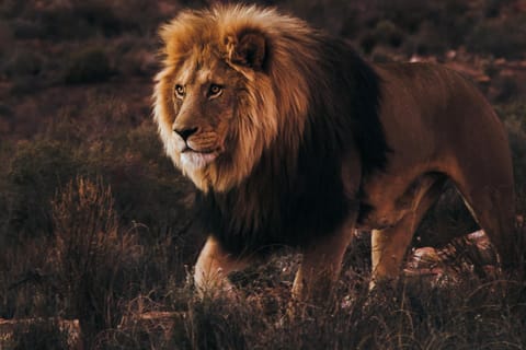 Cape Town: Big5 game Reserve Safari with Lunch and Winery