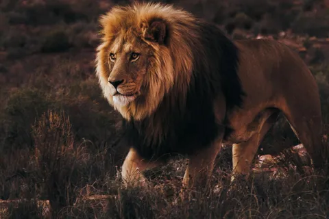 Le Cap : Safari dans la réserve d'Aquila avec déjeuner et visite d'un vignoble