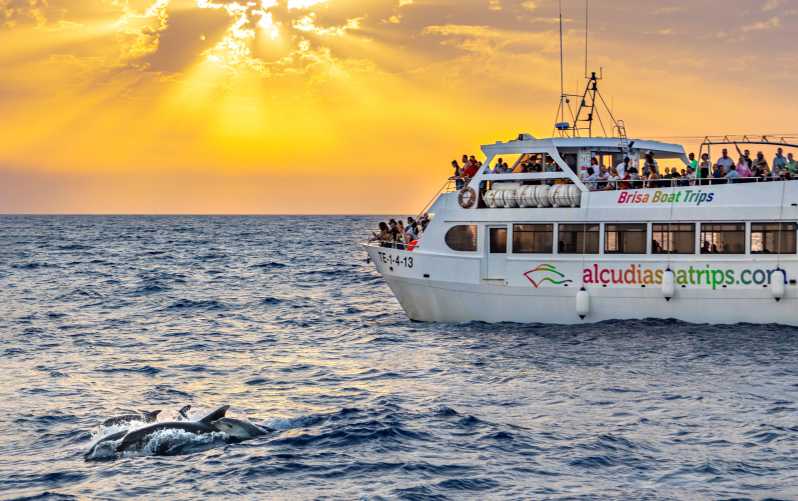Port d'Alcudia: Zonsopgang op zee & dolfijnen kijken per boot