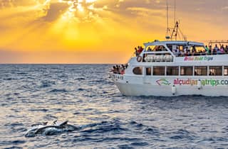 Port d'Alcudia: tour in barca tra mare e delfini all'alba