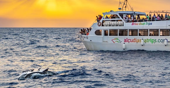 Port d&#39;Alcudia: Sonnenaufgang auf dem Wasser & Delfinbeobachtung