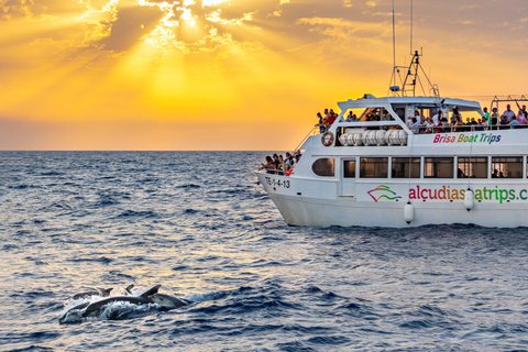 Port d&#039;Alcudia : lever de soleil en mer et tour en bateau pour observer les dauphins