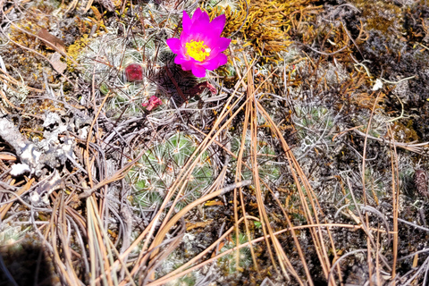 Oaxaca: Sierra Norte Ixtepeji Guided Hike & Lunch, Half-Day