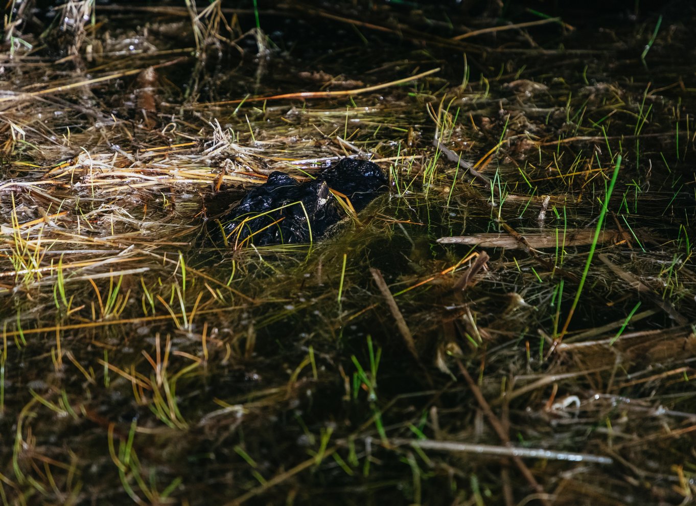 Everglades: 1-times aftentur i airboat