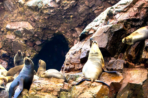 FD: Ica, Paracas - Ballestas Islands - Huacachina Excursion