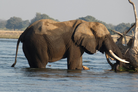 De Livingstone: Safári no Parque Nacional Chobe e Caminhada para Observação de RinocerontesDe Livingstone: Safári no Parque Nacional Chobe e Caminhada com Rinocerontes