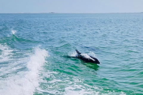 Tarpon Springs: Evening Dolphin Cruise Tarpon Springs: Sunset Dolphin Cruise with Refreshments