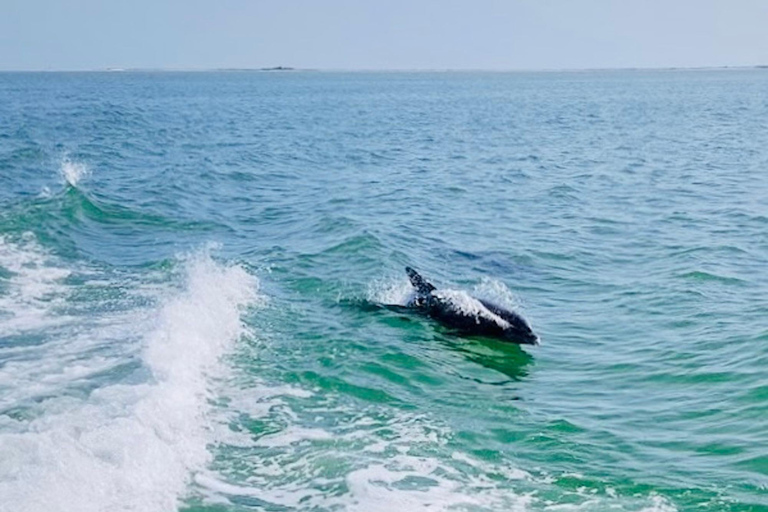 Tarpon Springs: Evening Dolphin Cruise Tarpon Springs: Sunset Dolphin Cruise with Refreshments