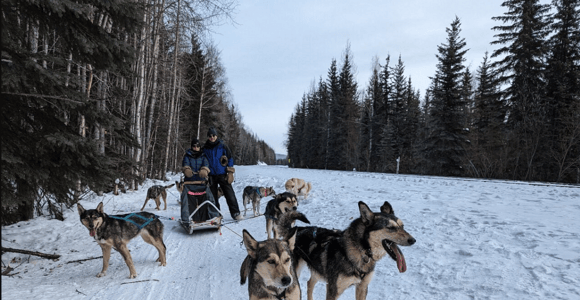 Fairbanks: 1-Hour Tandem Dog Sledding Experience with Guide