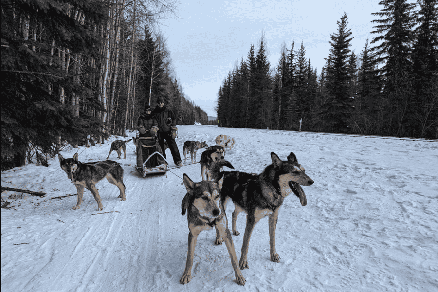 Fairbanks: 1-stündige Tandem-Hundeschlittenfahrt mit Guide. Foto: GetYourGuide