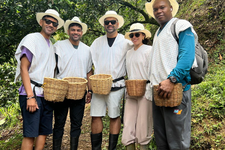 麦德林：咖啡农场之旅含品鉴与采摘体验麦德林：咖啡农场之旅，含品鉴与接送服务