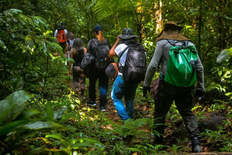 Santos: Waterfall Hike and Boat Ride at the Rain Forest from Sao Paulo: Waterfall Hike and Boat Ride at the R Forest