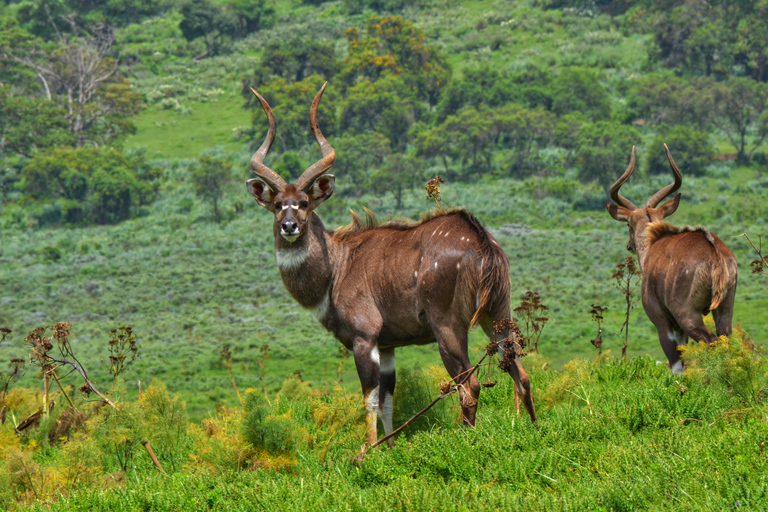 Addis Ababa: 6-Day Bale Mountains Trekking Adventure