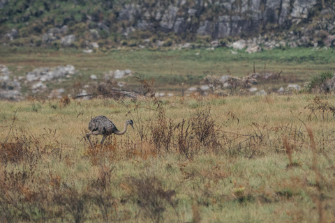 From São Paulo: 5-Day Serra da Canastra Wildlife Safari