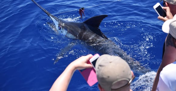 Madeira: Big Game Fishing with Captain José Serrão