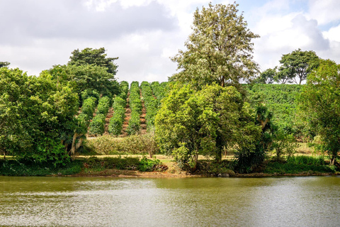 Tour privado de meio dia pela fazenda de café Fairview Estate