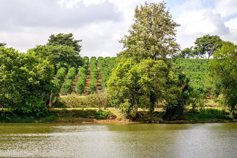 Tour privado de meio dia pela fazenda de café Fairview Estate