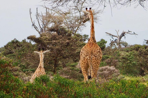 From Nairobi: Lake Naivasha, & Crescent Island Tour