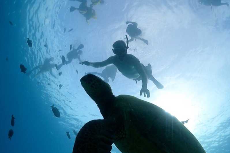 Oahu: Plavba za šnorchlovaním s korytnačkami na Waikiki