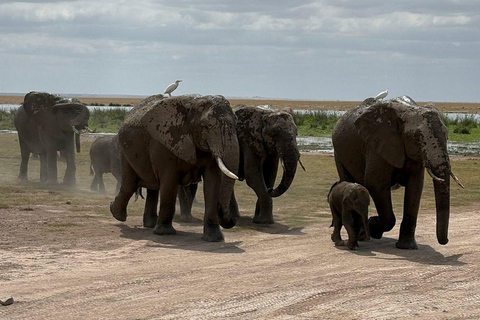 Nairobi: 3-Day honeymoon safari to Amboseli National Park Overnight Private to Amboseli National Park