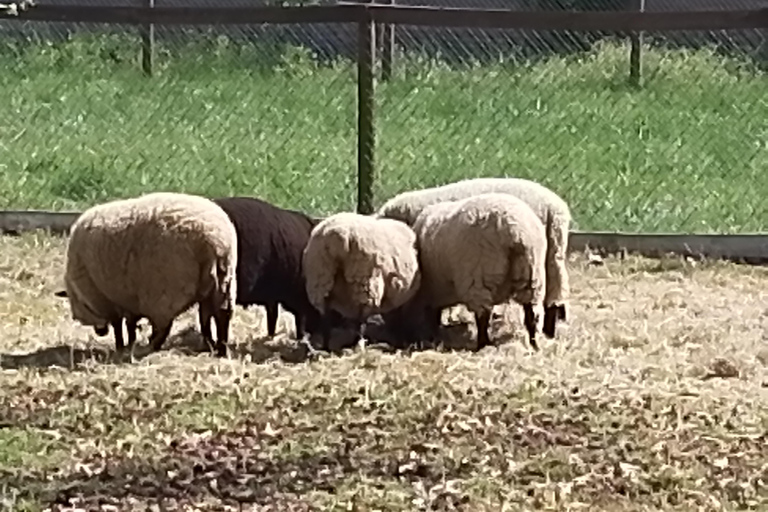 Santiago: Cousiño Macul Vineyard Premium Tasting Tour