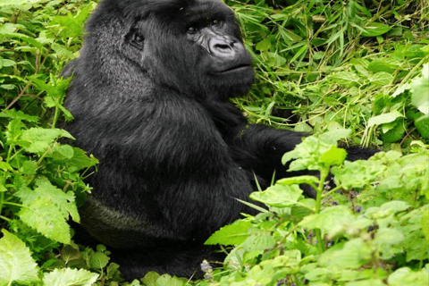 Uganda: 4-Day Double Mountain Gorilla Trekking Safari Uganda: 4-Day Double Mountain Gorilla Trekking Safari