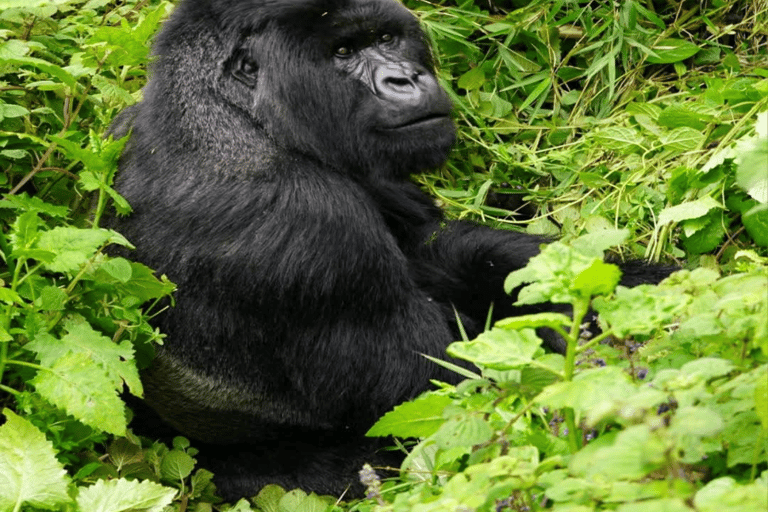 Uganda: 4-Day Double Mountain Gorilla Trekking Safari Uganda: 4-Day Double Mountain Gorilla Trekking Safari