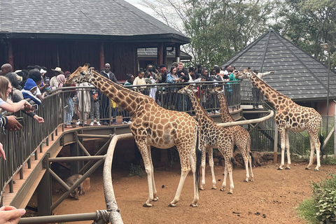 David Sheldrick, Giraffe Center Tour e Kazuri BeadsExcursão David Sheldrick e Giraffe Center