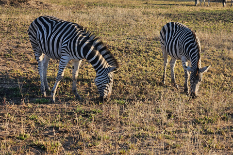 Tour particular de safári: Parque Nacional de Pilansberg Big 5