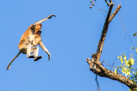 Sandakan : 3-Day Kinabatangan River Wildlife Adventure (Shared Tour) 3 Day 2 Night At Kinabatangan River