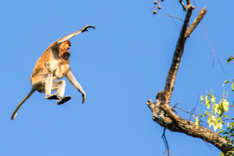 Sandakan : 3-Day Kinabatangan River Wildlife Adventure (Shared Tour) 3 Day 2 Night At Kinabatangan River