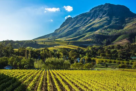 Stellenbosch : Visite privée tout compris et dégustations de vins
