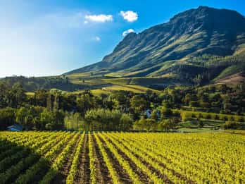 All-Inclusive Private Wine Tour, Stellenbosch