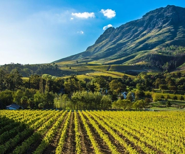Stellenbosch: All-inclusive Private Wine Tour & Tastings