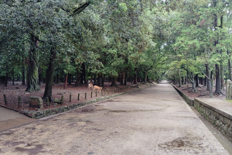 奈良：雾霭中与鹿共行的神圣晨间漫步奈良：雾中与鹿共行的神圣晨间漫步