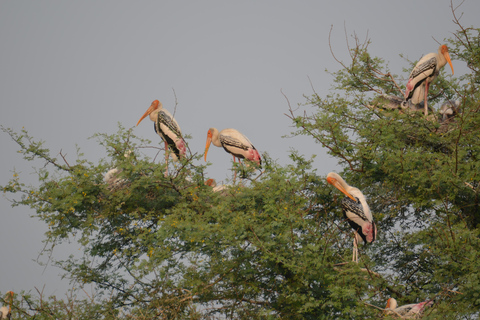 Jaipur : Safari aux léopards à Jhalana l Repérer les animaux sauvages