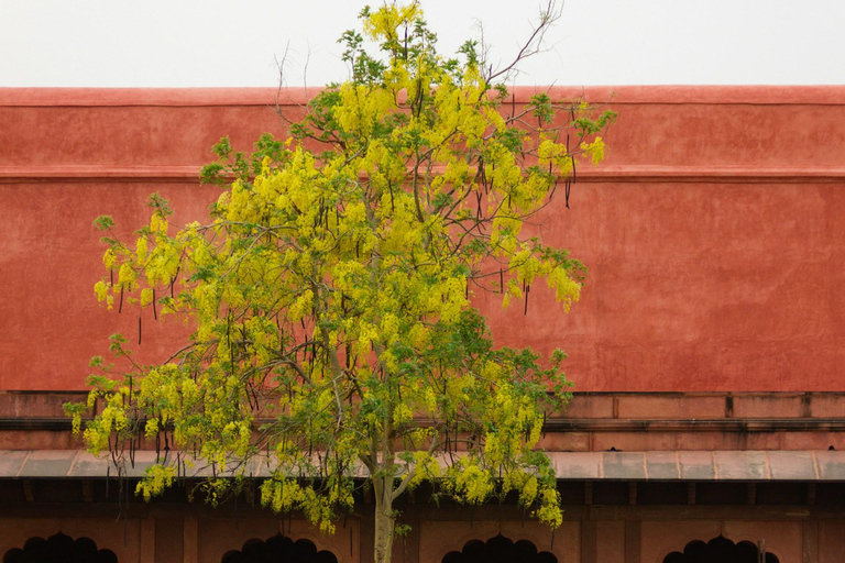 Agra : Visite privée d'une demi-journée du Taj Mahal et du Fort d'AgraOption tout compris