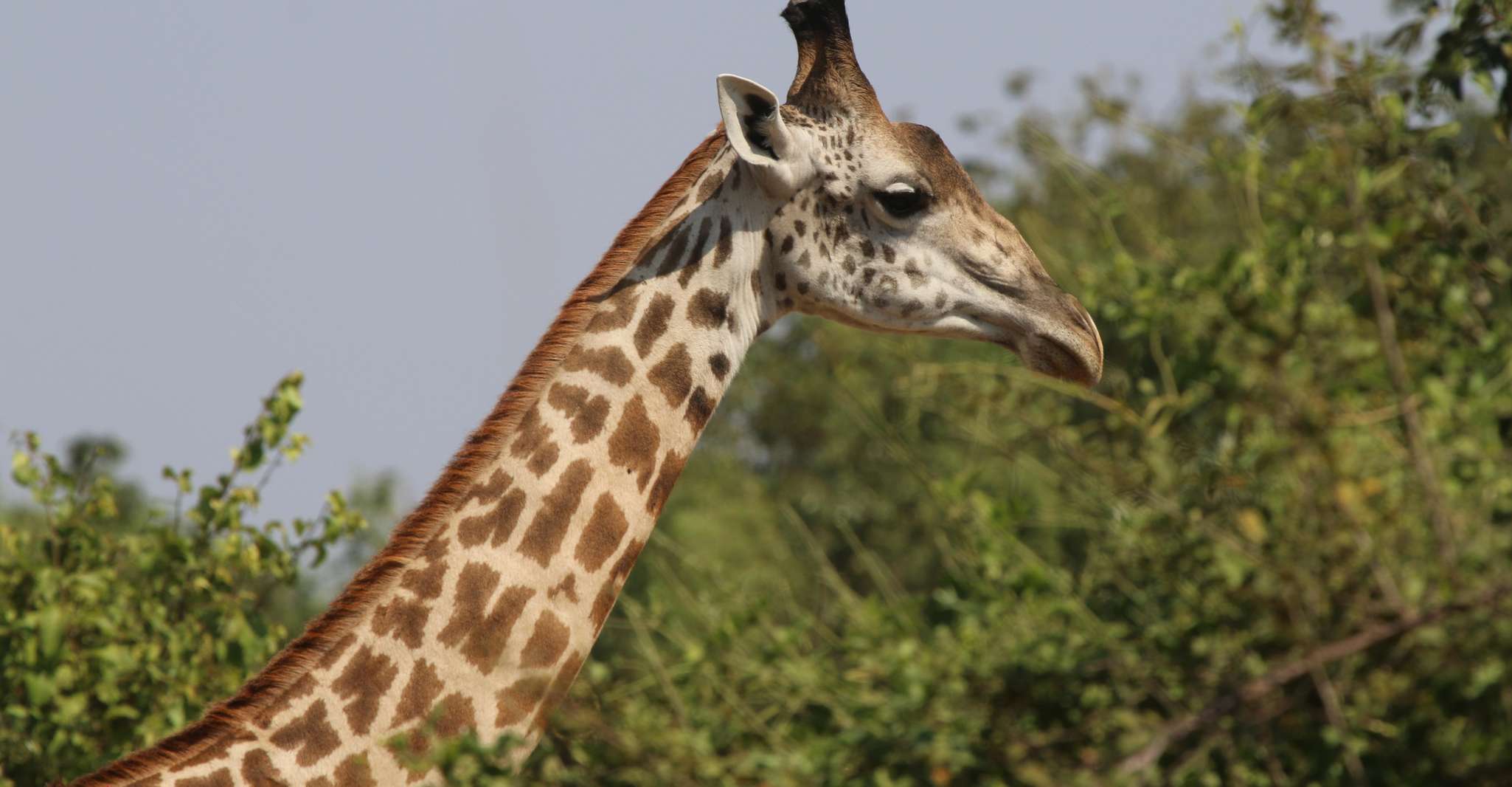 Hwange National Park Private Wildlife Safari - Housity