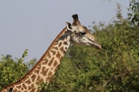 Hwange National Park Private Wildlife Safari - Housity