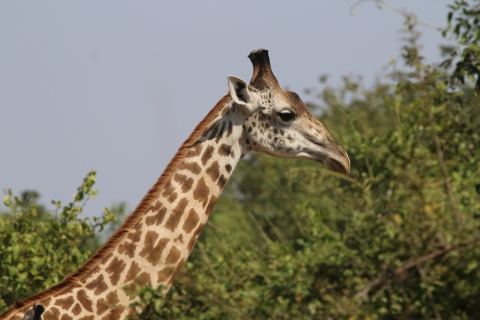 Hwange Nationaal Park Privé Wildlife Safari