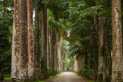 Cuda natury: Jardim Botânico i las Tijuca w Rio