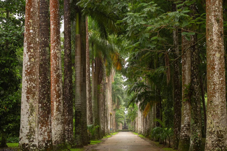 Tropikalne cuda: Odkryj Jardim Botânico i Tijuca w Rio