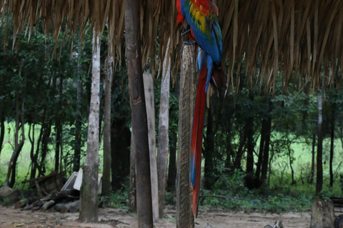 Manaus: 4-Day Amazon Jungle Trip with Alligator Spotting